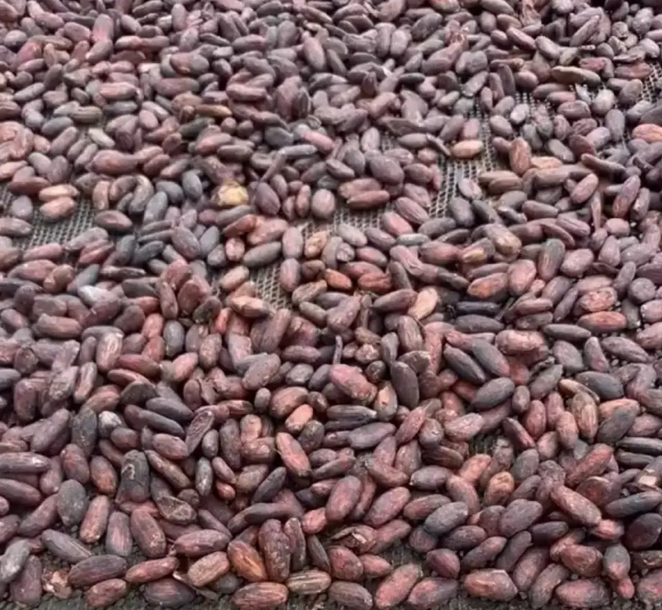 Reddish-brown cacao beans spread in a single layer over a mesh drying bed at Finca Canaán