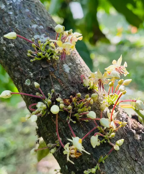 Small pink and white cacao flowers blooming straight from the trunk