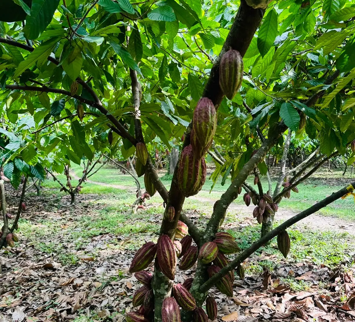 Ripening cacao pods growing along the trunk of a cacao tree at Finca Canaán
