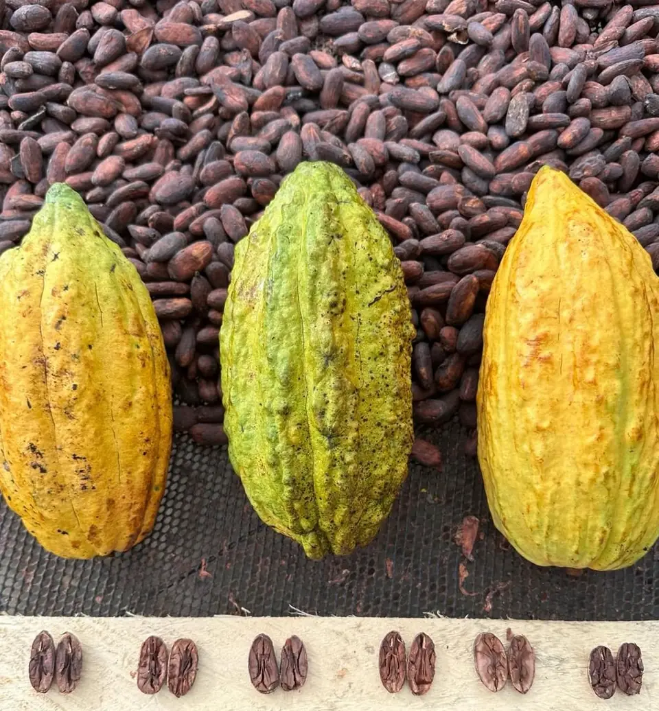 Three ripe yellow and green cacao pods laid on drying cacao beans, above a row of beans cut in half to show brown interiors, at Finca Canaán