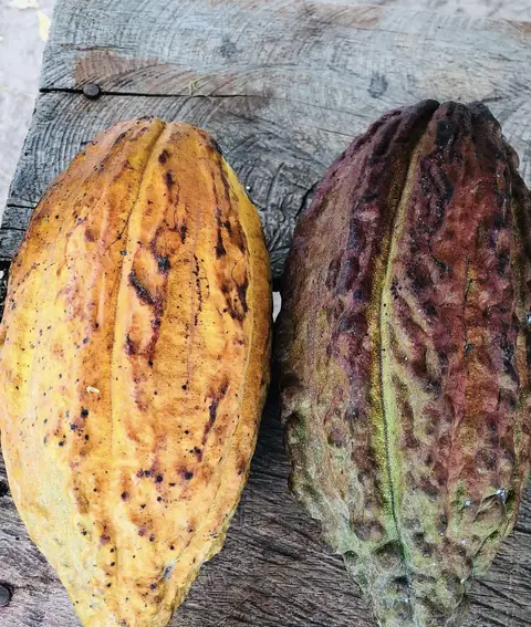 A yellow-orange and a dark red cacao pod side by side on a wooden board