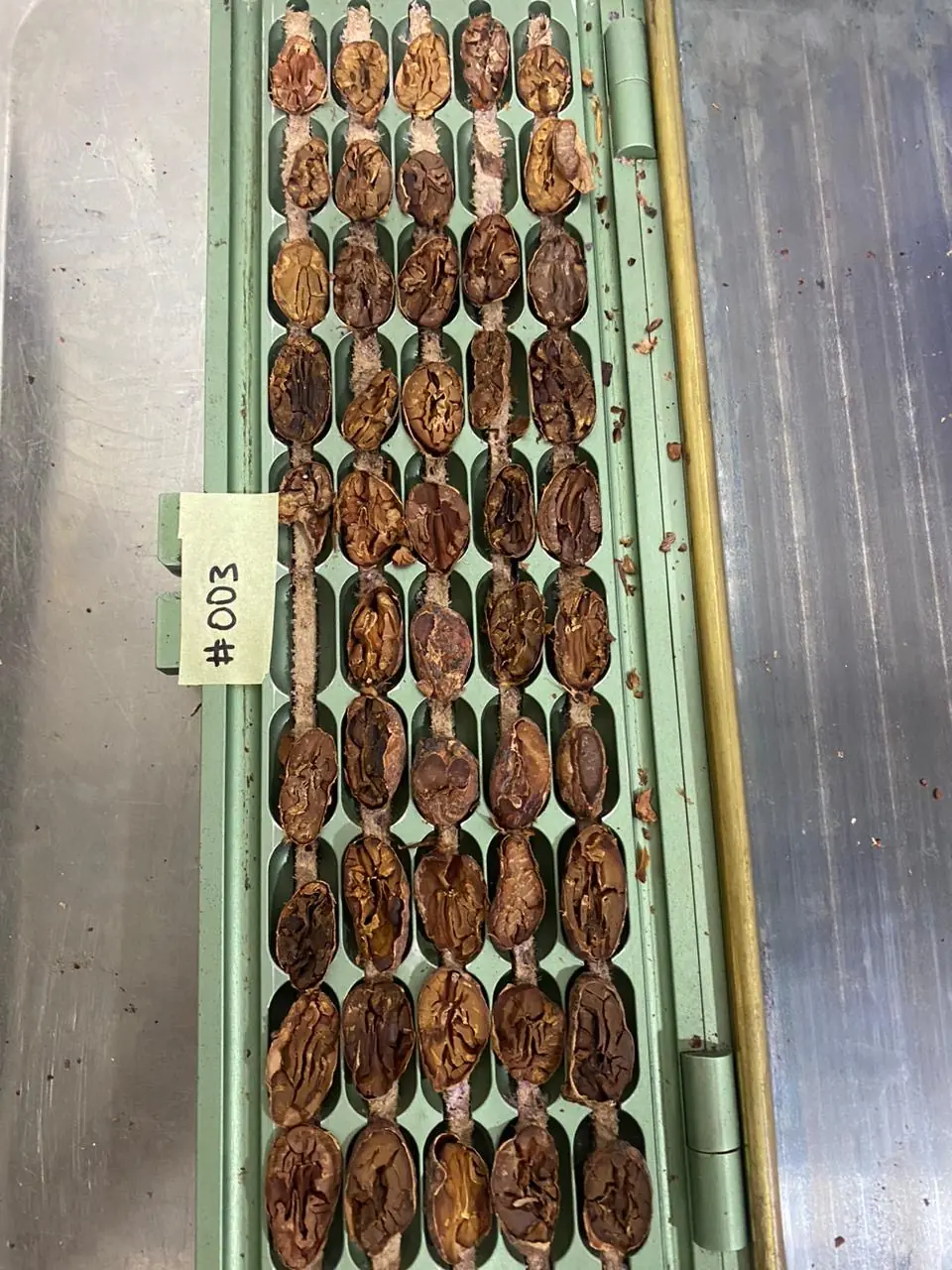 A green cut-test board labelled #003 holding rows of dried cacao beans sliced lengthwise, showing brown, fissured interiors