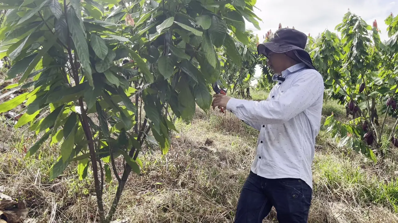 A young grower in a sun hat pruning cacao trees in the grove at Finca Macondo, Quindío