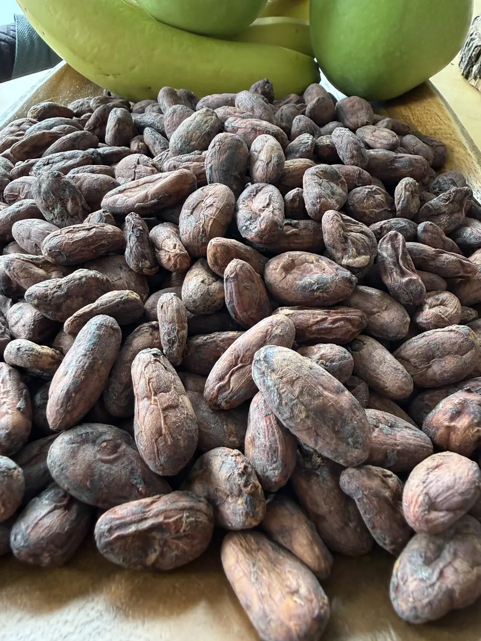 A pile of dried, fermented Macondo cacao beans