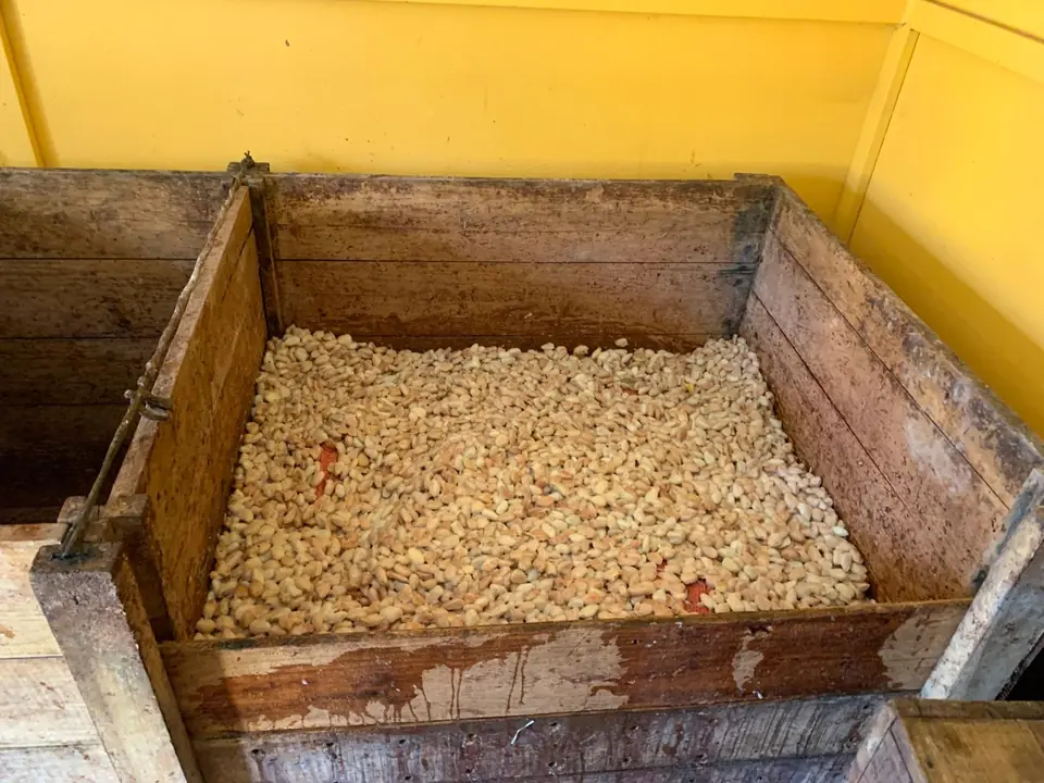 Fresh cacao beans fermenting in a wooden box against a yellow wall at Finca Macondo