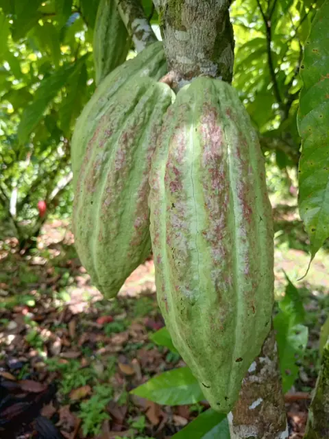 Green cacao pods ripening on the tree