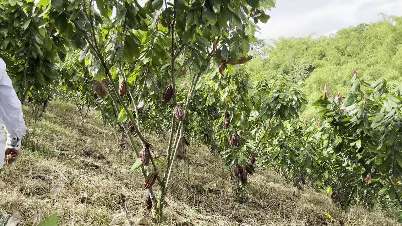 Young cacao trees carrying red pods in the grove at Finca Macondo, Quindío