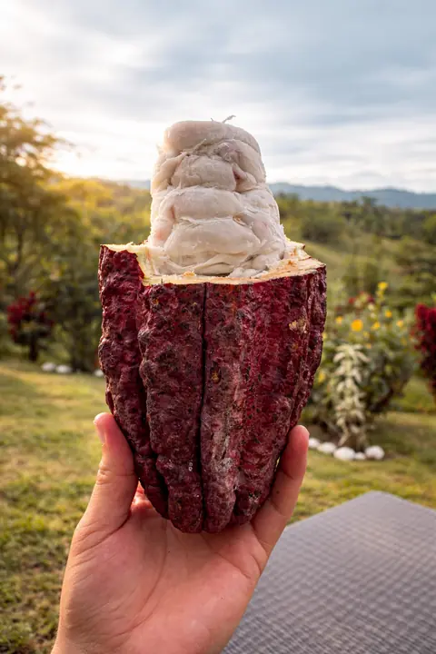 An opened red cacao pod held up against the green hills of Quindío