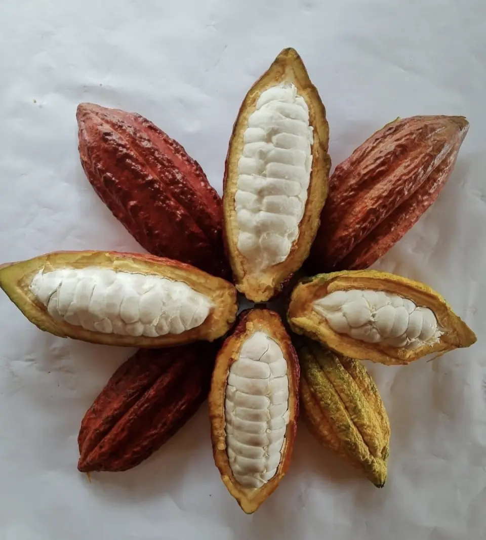 Split cacao pods arranged in a star, showing the white pulp inside