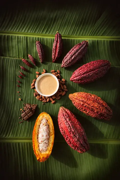 Cacao pods, beans and liquor arranged on a banana leaf