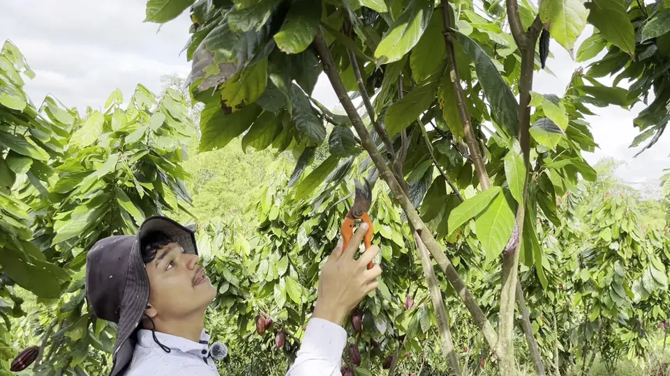 A man in a cap reaching up into a cacao tree with orange pruning shears