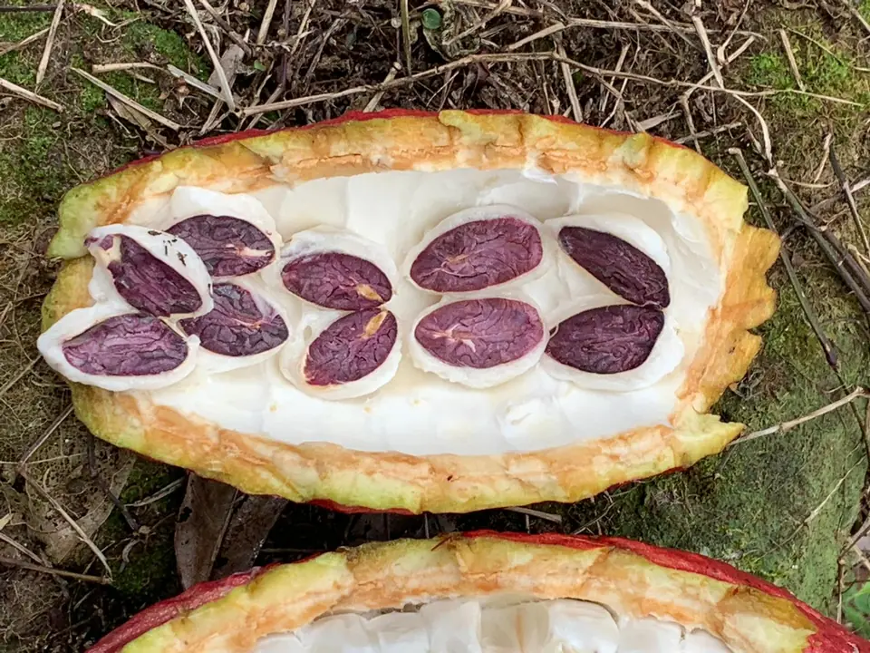 A cacao pod split open on the ground, white pulp around purple beans