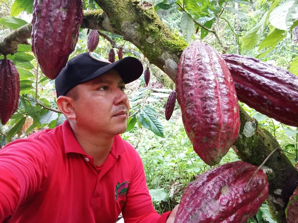 A cacao grower in a red shirt inspecting deep red pods on the tree